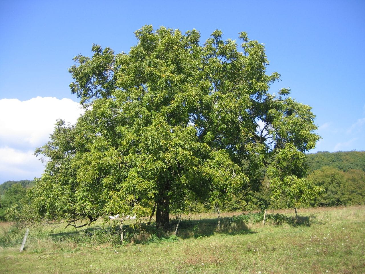 Juglans regia